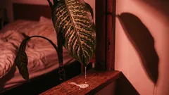 5 Pflanzen, die Ihre Luft vergiften, anstatt sie zu reinigen