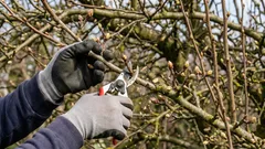 Wie man beim Beschneiden von Obstbäumen im Frühjahr keine Ernte einbüßt