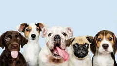 7 Hunderassen, die man lieber nicht anschafft: Was spricht gegen sie?