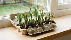 Werfen Sie den Eierkarton nicht weg: In nur wenigen Minuten lässt er sich in die schönste Frühlingsdekoration verwandeln.