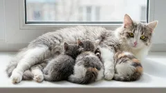 Katzen im Alter von 7 Jahren: Ab welchem Alter gilt eine Katze noch als jung oder bereits als sehr alt?